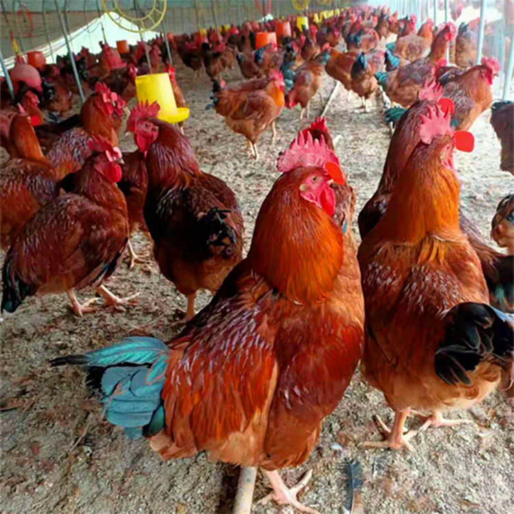 5成交0只山东麻鸡鸡苗养殖场青脚麻鸡苗价格 黄羽麻鸡山林散养麻鸡苗