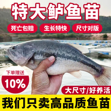 加州鲈鱼苗淡水养殖食用鲈鱼苗大口黑鲈路亚黑鱼鲫鱼凶猛观赏鱼苗