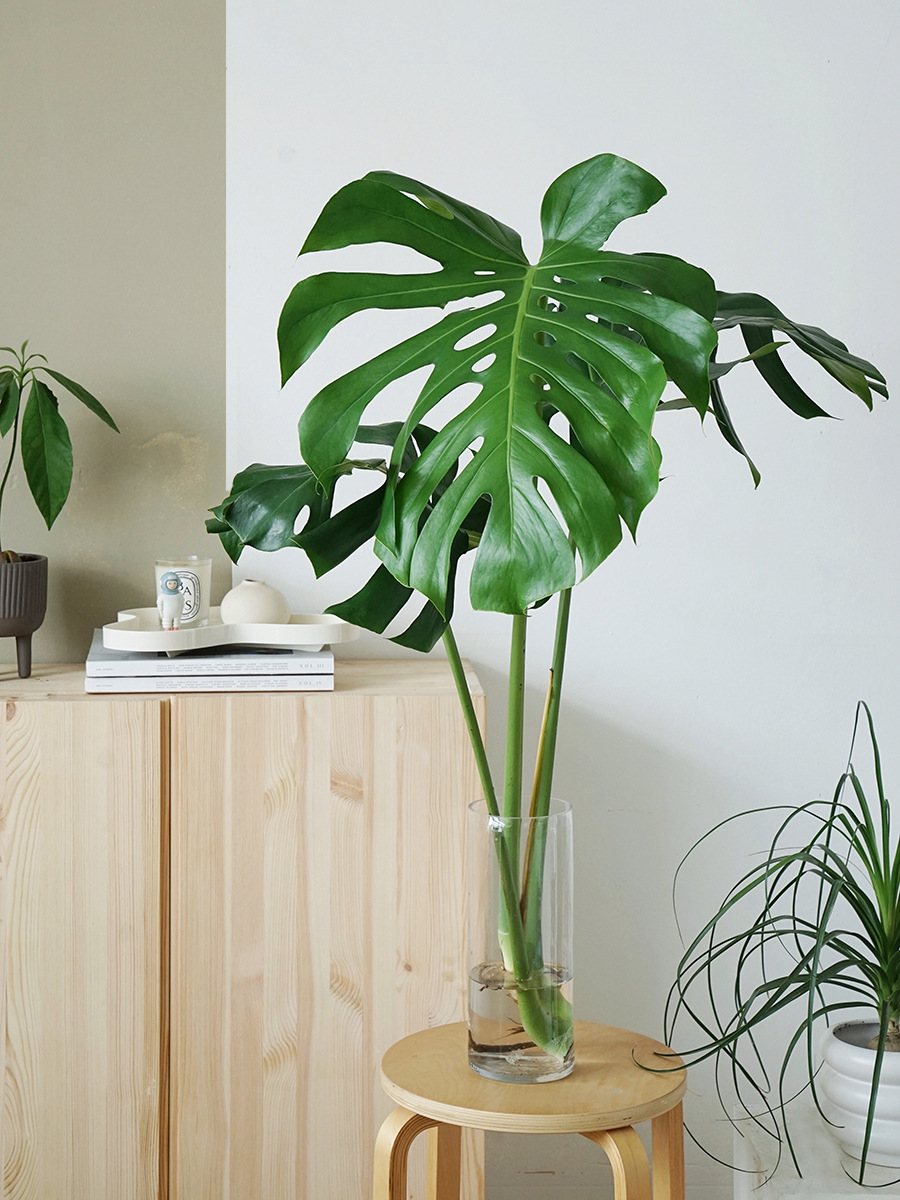 植物私生活 龟背竹水培鲜切绿植 大叶片老桩 夏季水培好心情含盆