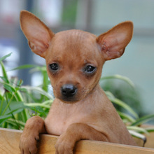 藏獒犬活体藏獒幼犬出售藏獒幼犬藏獒狮王藏獒巨型纯种铁包金藏獒