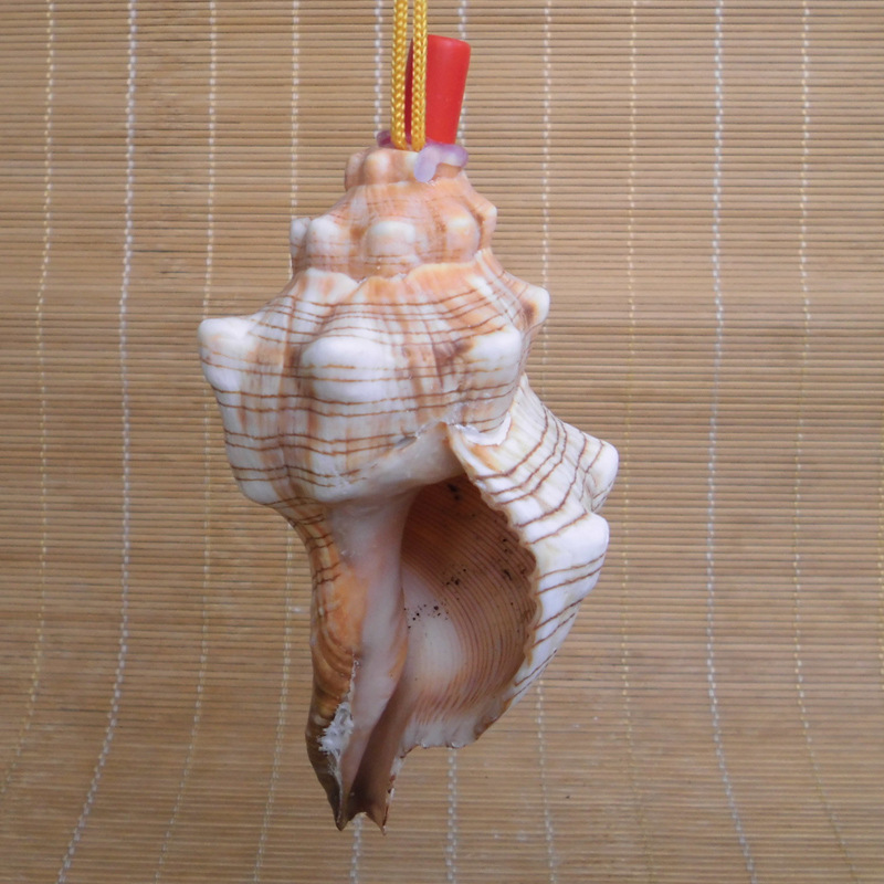 天然海螺贝壳超大海螺号 响螺号 螺壳哨子工艺品创意礼物儿童玩具