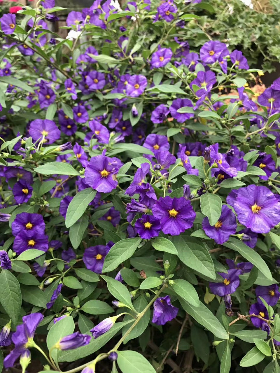 2105批发供应 蓝花茄 盆栽 0.5-1.