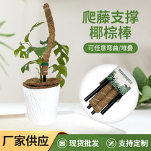 DIY 万变绿箩攀爬柱龟背竹支撑杆植物爬藤椰棕棒椰丝苔藓杆棕榈皮