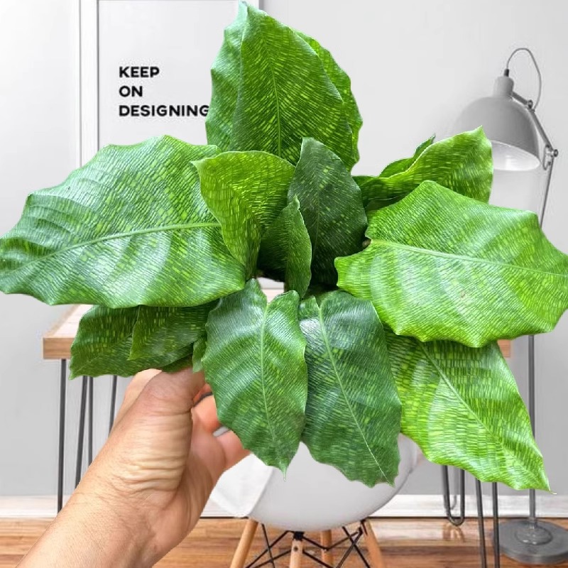 新品网红竹芋欧美ins植物马赛克竹芋网纹海芋盆栽绿植好养颗水培