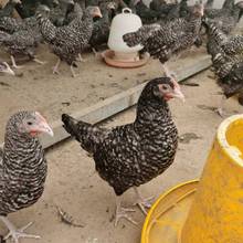 芦花鸡苗价格 农村散养成年黑种小芦花鸡 养殖场出售芦花鸡