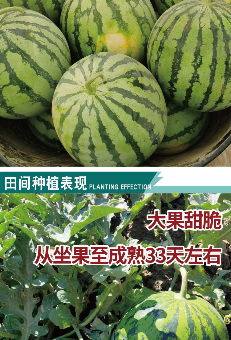 千普陕抗九号西瓜种子大红瓤花皮薄皮西瓜种籽农田菜园西瓜籽批发