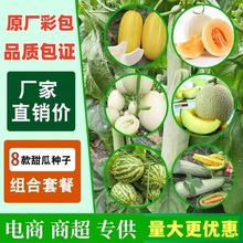 冰糖子甜瓜种子薄皮甜香瓜种子四季蔬菜种籽脆瓜早熟高产羊角蜜瓜