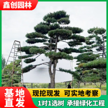 大型造型景观松树黑松油松市政绿化工程专供基地直发造型黑松油松