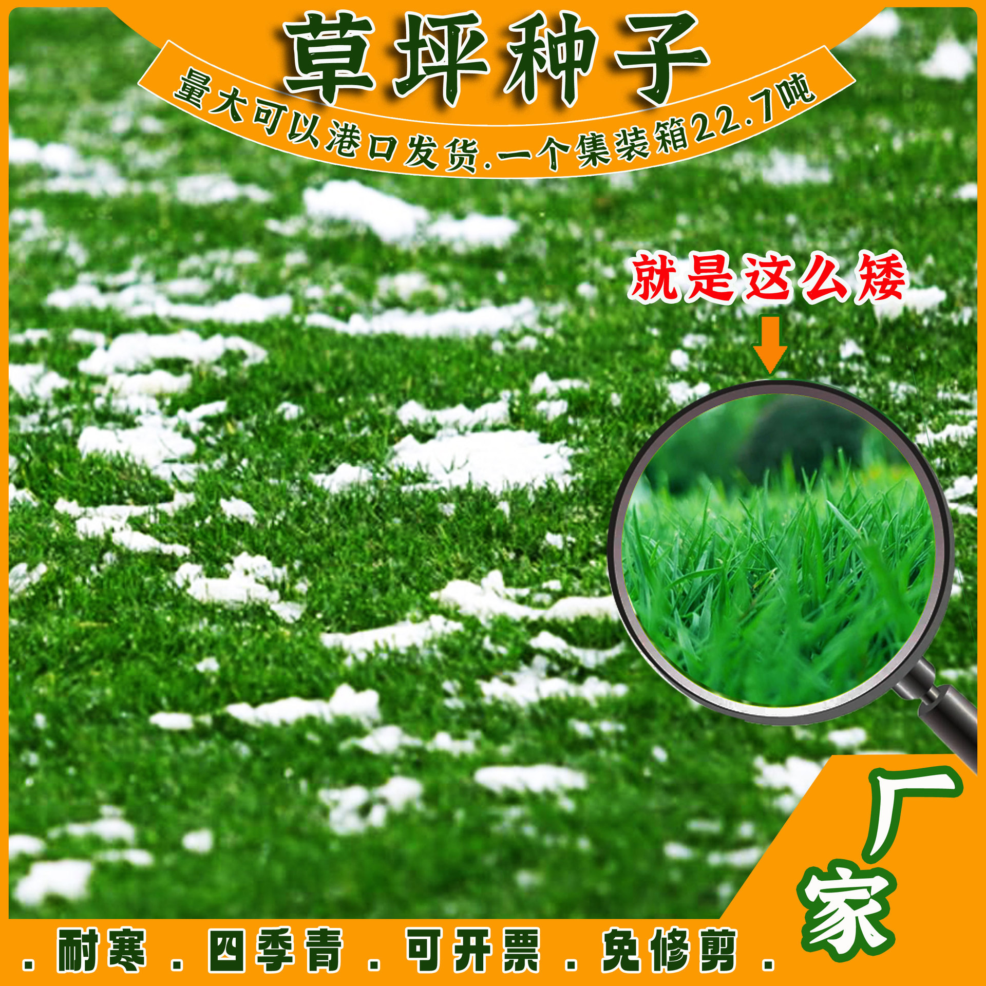 多年生黑麦草草种高尔夫草籽球场果岭草种高速护坡草绅士黑麦草子