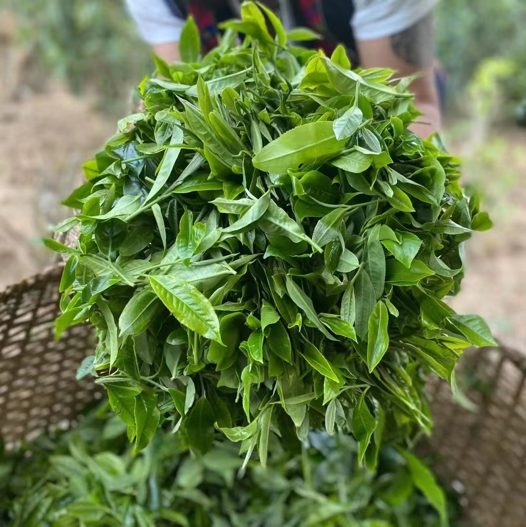 高端普洱茶大户赛茶农批发古树普洱茶散茶散装批发乔木新手口粮茶