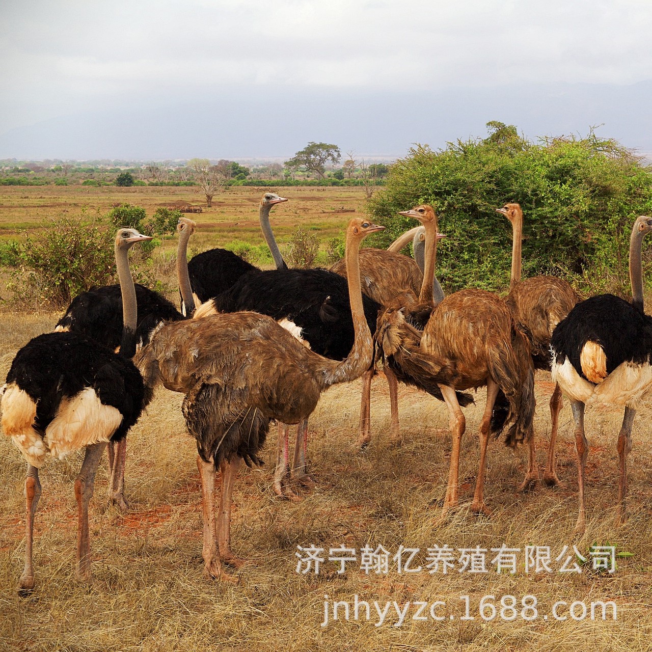 鸵鸟幼苗一对活体非洲鸵鸟活苗鸸鹋幼崽小鸵鸟蛋成年澳洲驼鸟宠物