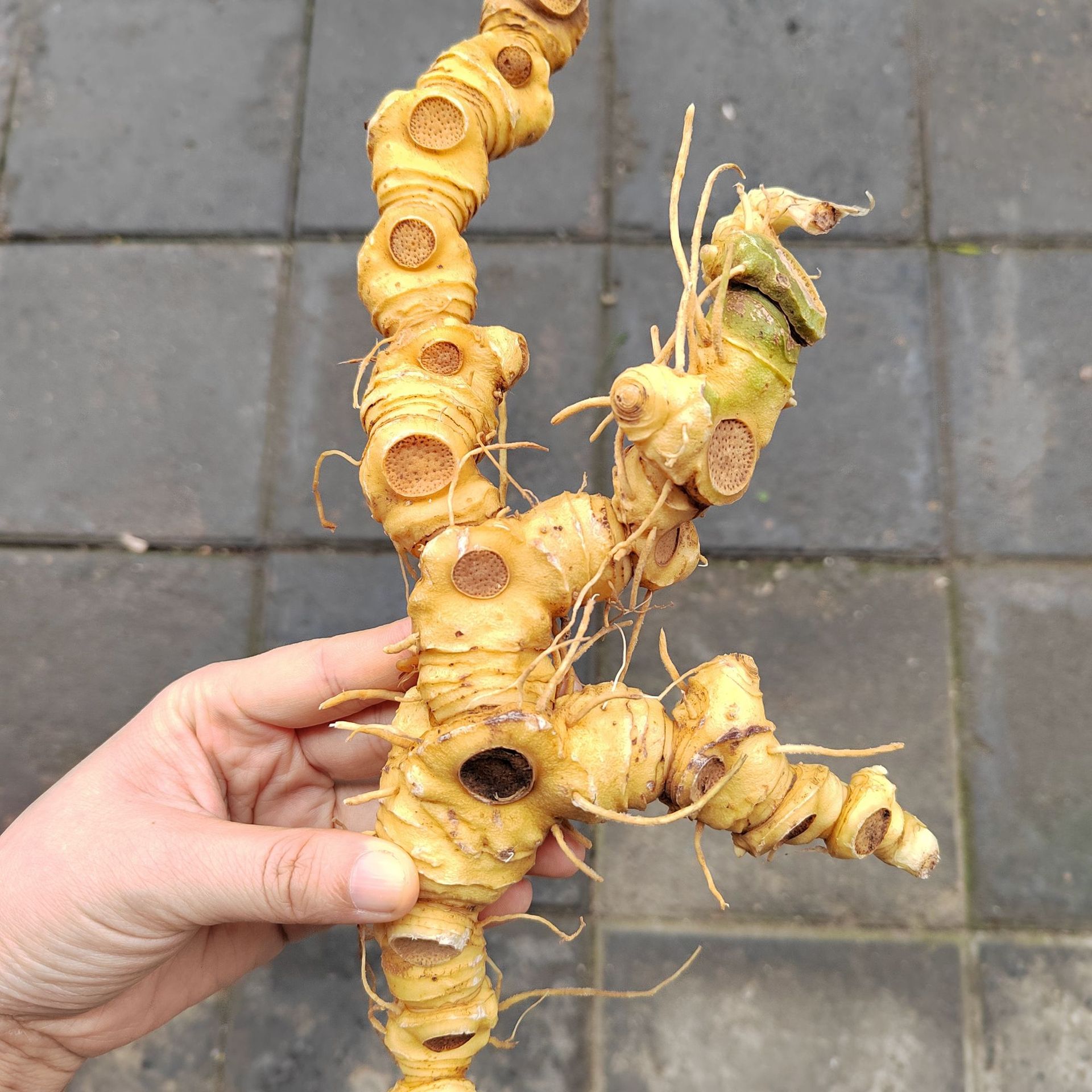 江西黄精野生宜黄黄精姜形黄精滇黄精鸡头黄精鲜货晾干食用农产品