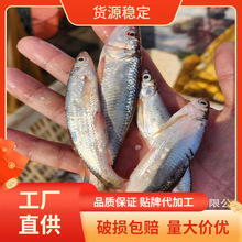 李芹活鱼 商用新鲜淡水小河鱼 白条鱼/川条鱼 顺丰包邮 香酥鱼料