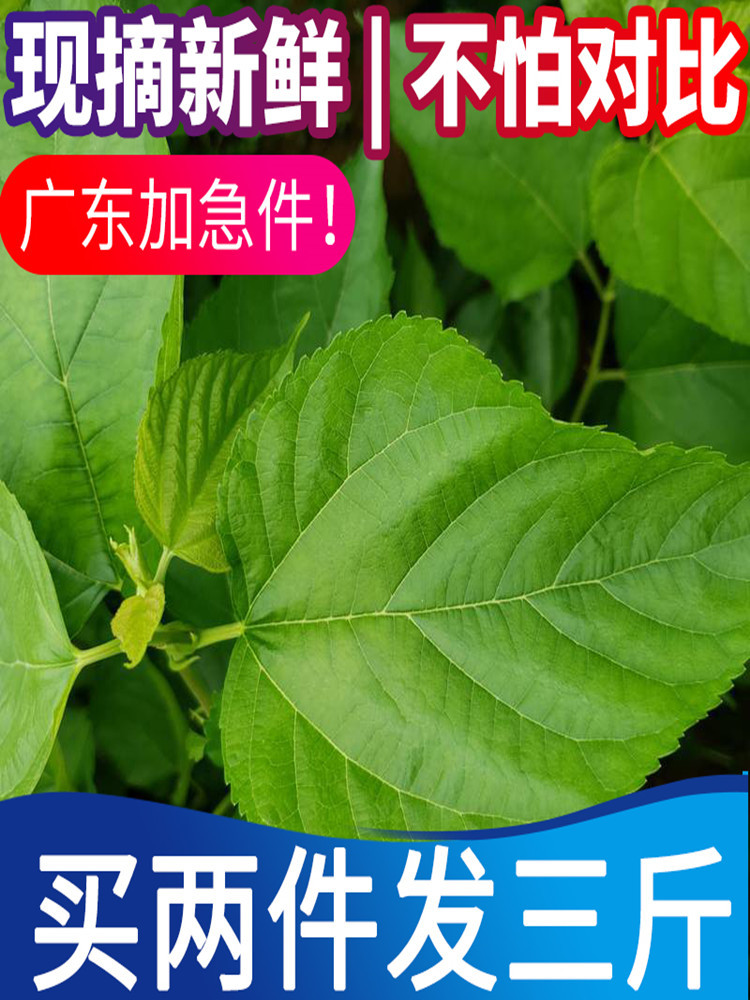 桑叶新鲜500克桑树嫩叶蚕叶喂蚕宝宝饲料养蚕1斤广东