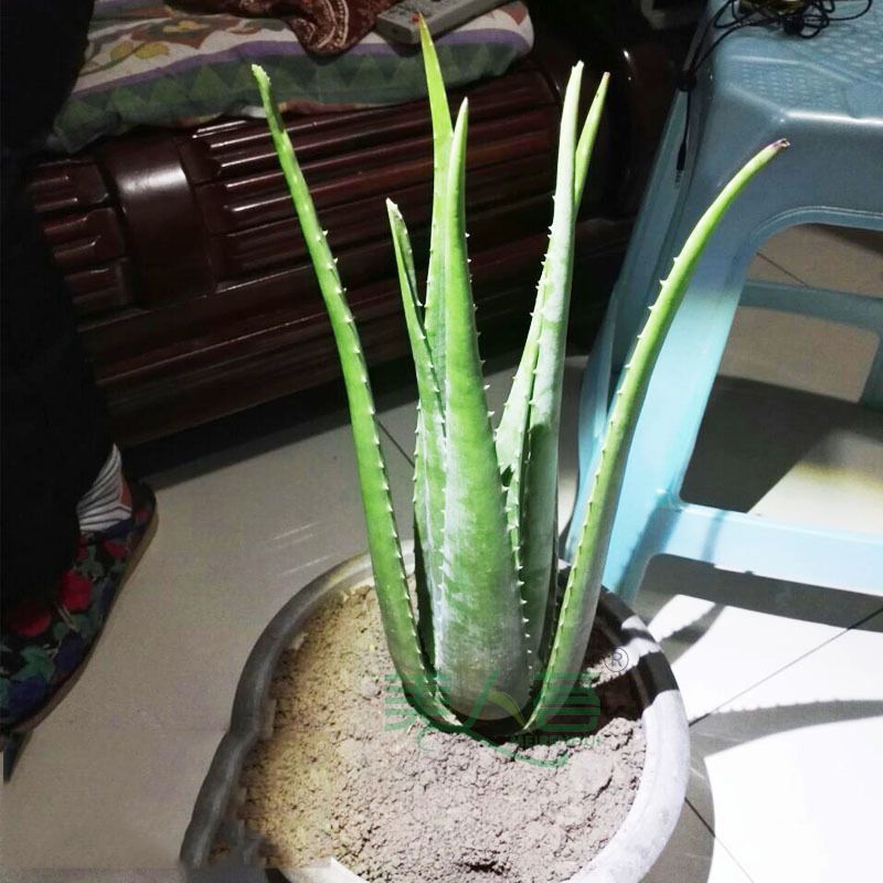 美容院库拉索芦荟盆栽植物室内盆景绿植花卉灌肤芦荟苗祛痘吸甲醛