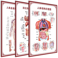 人体针灸穴位挂图解剖系统示意图机械器官内脏血液医院海报教学