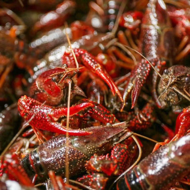 小龙虾鲜活活虾2-5斤装一整箱青壳红壳虾清水虾盱眙龙虾洪泽龙虾
