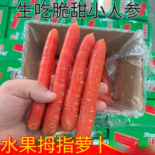 生吃拇指萝卜小红萝卜脆甜香新鲜蔬菜现挖自家种红心甜萝卜食材