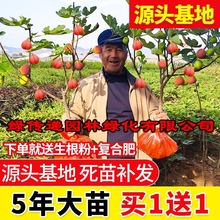 无花果树果苗波姬红盆栽地栽南方北方种植当年结果特大无花果树苗