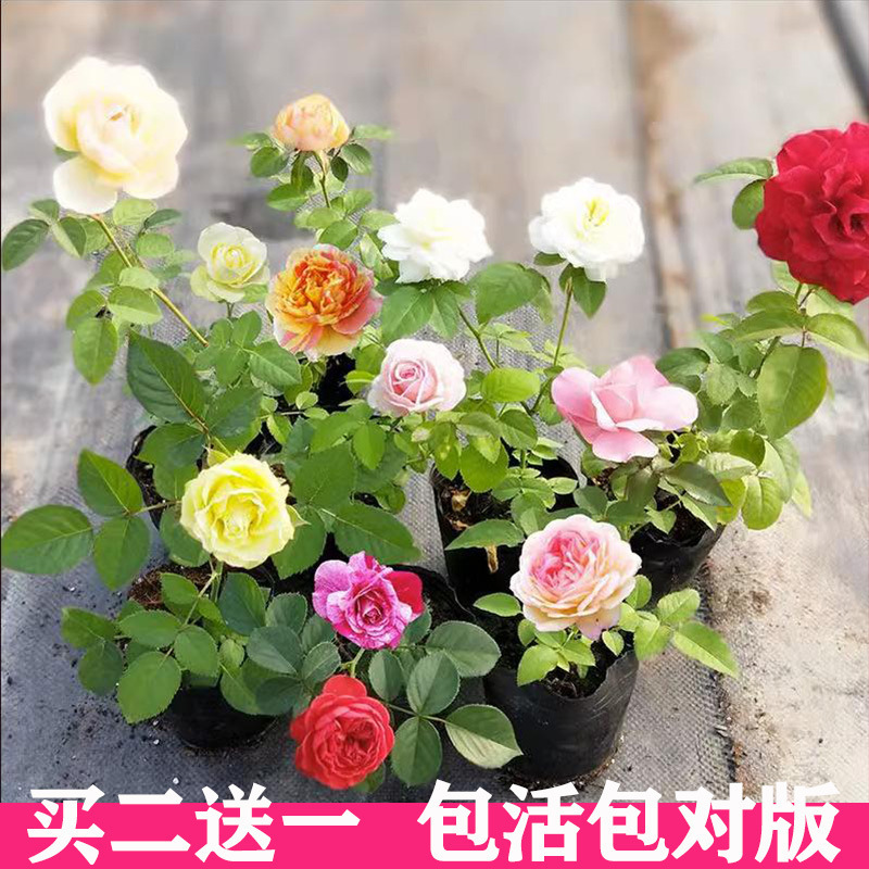 一件代发昆明直发藤本月季花苗阳台盆栽玫瑰四季开花大花浓香蔷薇