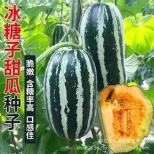 甜掉牙甜瓜种子一年四季种植香瓜种子酥脆小瓜籽庭院水果种子