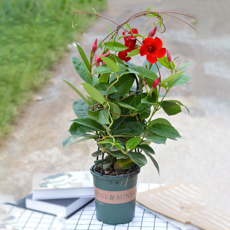 万里飘香藤花苗室内客厅盆栽庭院攀爬花卉绿植物四季开花易活带花