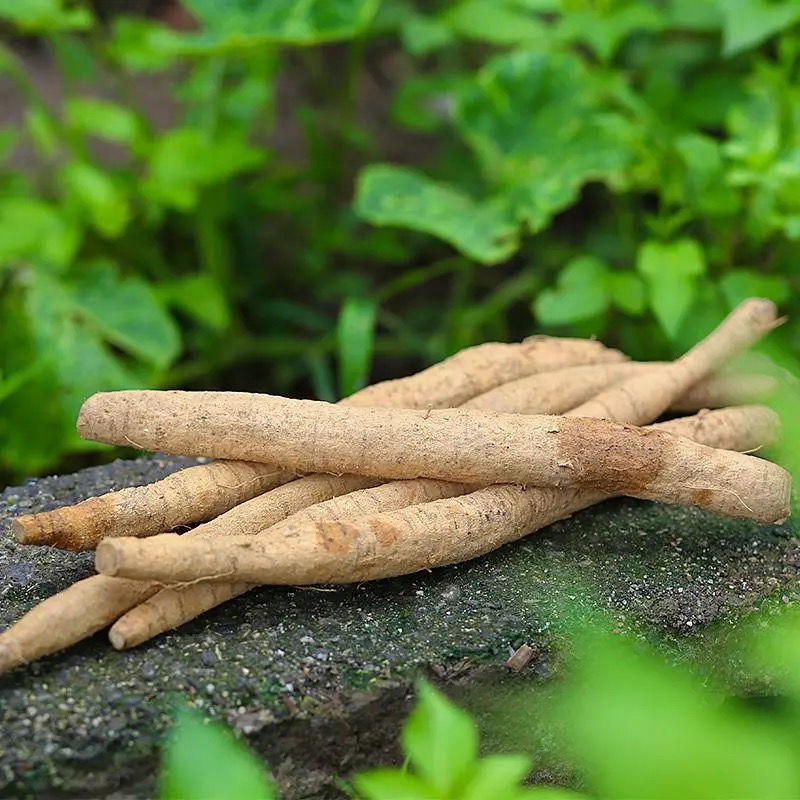 野生牛大力薯新鲜粉质薯500g鲜货牛古大力金钟根煲汤泡酒料