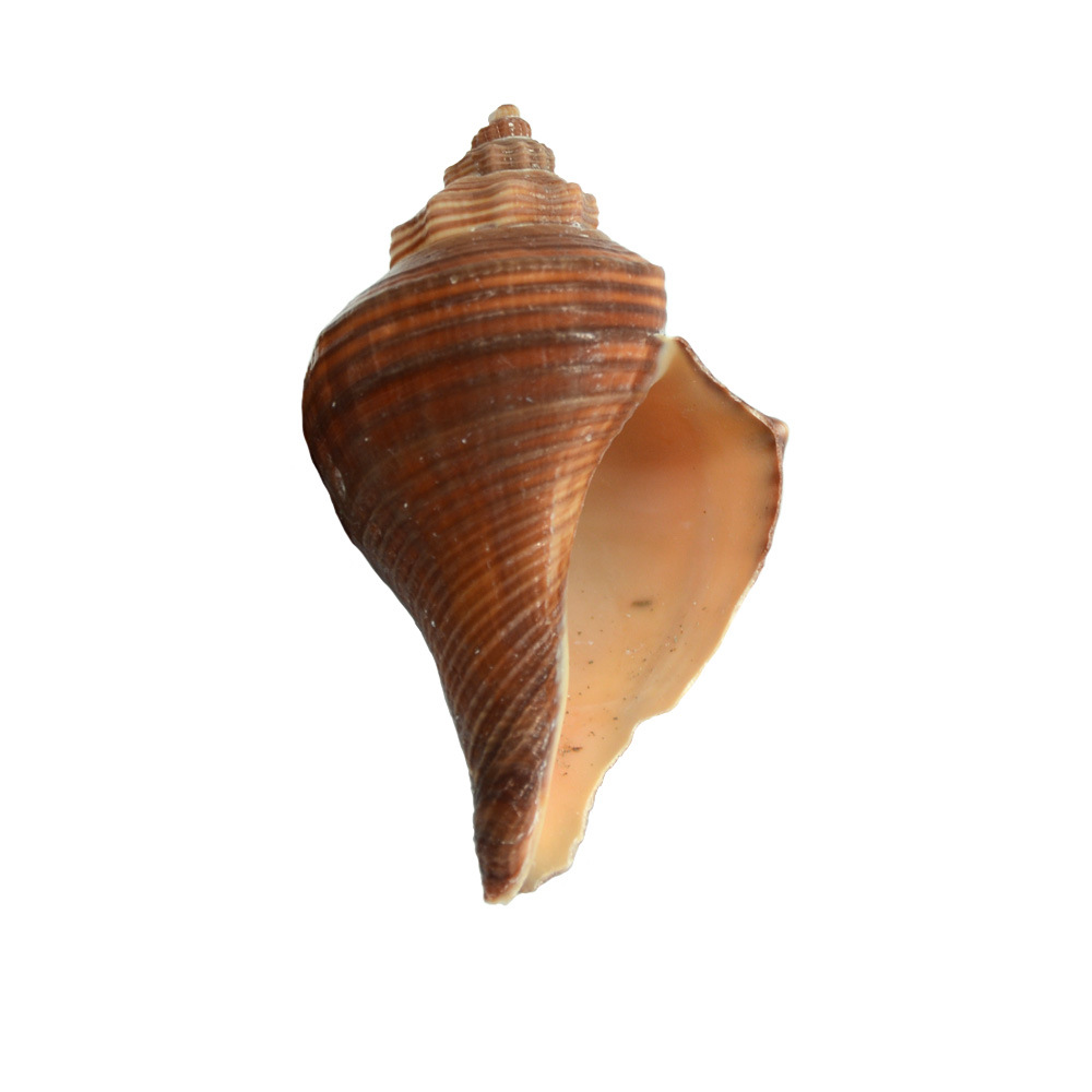 福海人家/红响螺鸡腿螺 鱼缸造景装饰儿童diy风铃漂流瓶海螺批发