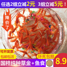 日本纯种锦鲤水花红白三色白写昭和活鱼草金小鱼苗幼苗淡水观赏鱼