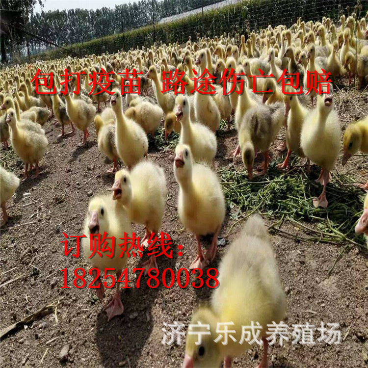 狮头鹅 杂交狮头鹅  百子鹅 皖浦鹅 杂交白 朗德鹅 雁鹅 土肥鹅 马岗