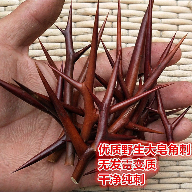 中药材皂刺 纯刺 野生皂角刺 皂荚刺 天丁 皂刺新货100克包邮