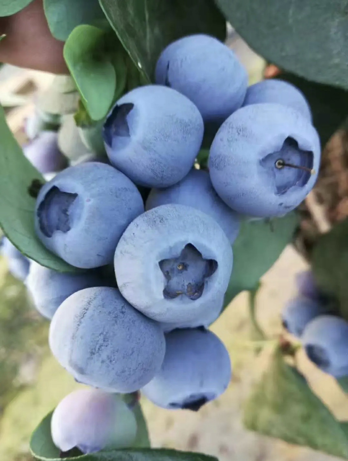 野生蓝莓东北特产