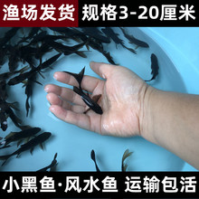 纯种日本锦鲤鱼苗活体黄金闪10-14cm 鳞片发光金银鳞观赏鱼_阿里巴巴