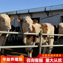 西门塔尔牛 小牛犊 活牛西门塔尔牛改良肉牛苗价格 杂交黄牛养殖