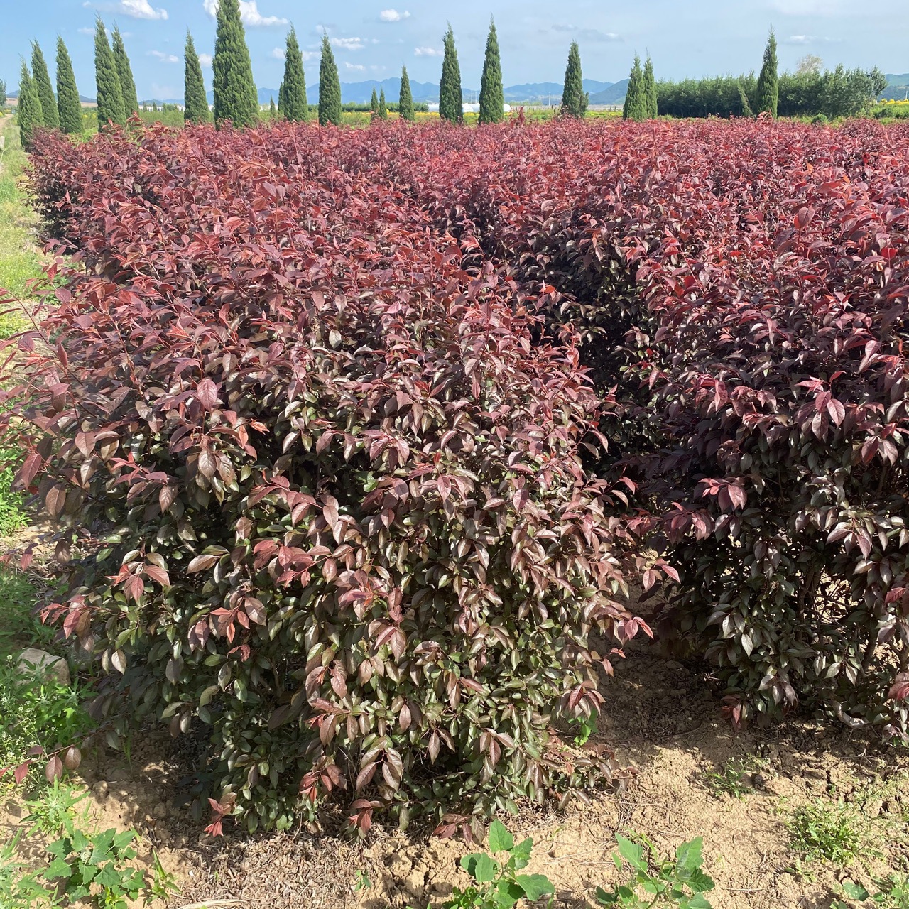 2022春季供应密枝红叶李 紫叶李绿篱苗 红叶李球造型树