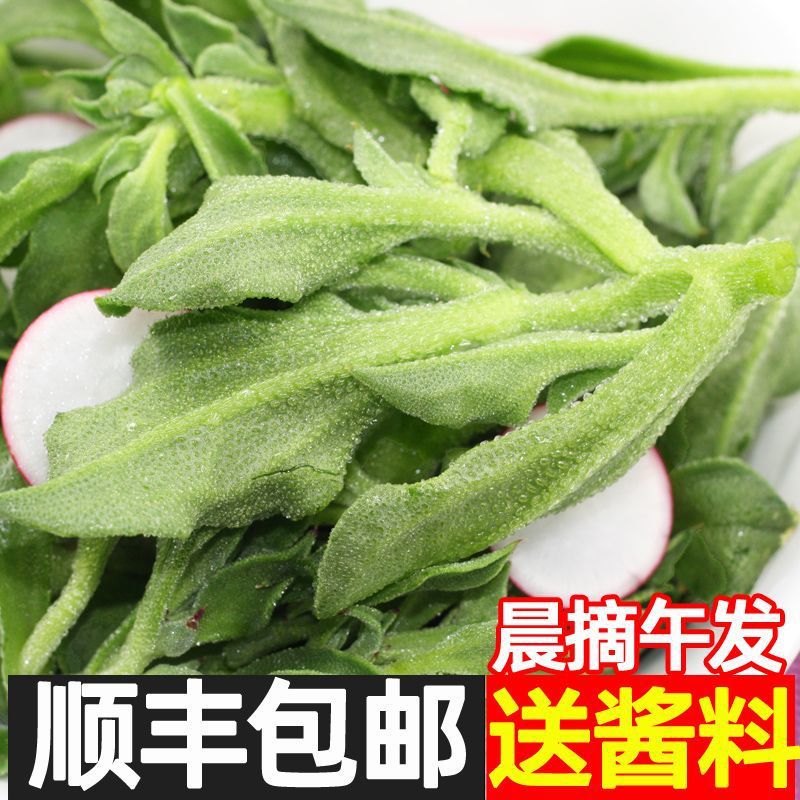 新鲜冰草冰菜蔬菜非洲冰叶花火锅即食生吃沙拉菜凉拌整箱包邮