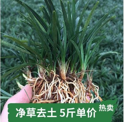 日本矮生麦冬草苗玉龙草沿街草南北种植庭院植物公园小区常青绿化