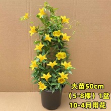 法国香水茉莉花盆栽浓香花卉阳台庭院耐寒爬藤植物香水藤四季开花