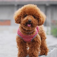 上海本地自家狗场繁殖的双血统泰迪幼犬,喜欢的直接来领养.