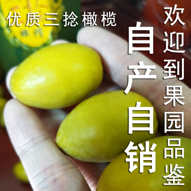 三捻橄榄现摘潮汕新鲜水果潮阳金灶正宗金玉三棱g回甘当季无渣1斤