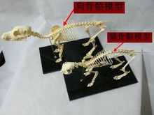 宠物骨科器械 狗骨骼标本模型 动物狗猫犬 教学骨架骨头 骨骼模型