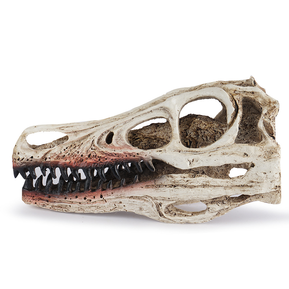 树脂骷髅头迅猛龙模型恐龙骷颅头动物园头骨标本展示教学参考样本