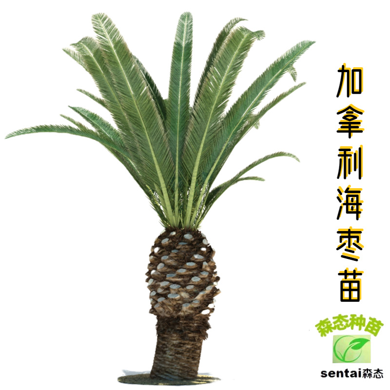 加拿利海枣苗庭院盆栽绿化行道树四季常青城市美化树棕榈科植物