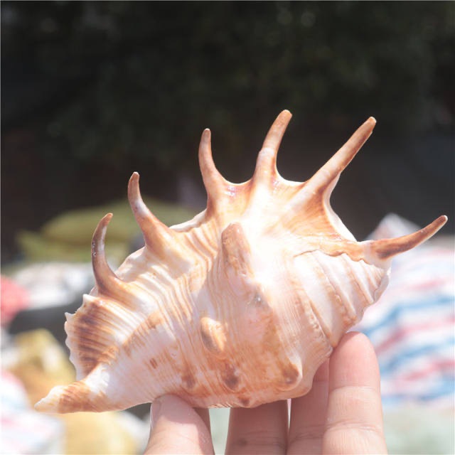 10-12厘米小七角贝 鱼缸造景 地中海天然贝壳海螺批发 地摊货源