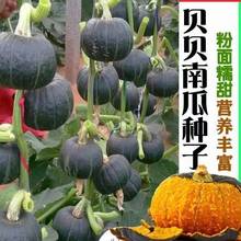 新品种绿贝贝南瓜种子板栗小南瓜种籽甜蔬菜种子香糯高产早熟春秋