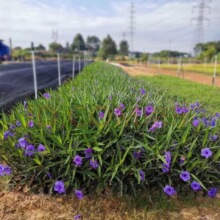 翠芦莉 绿萝多年生宿根庭院别墅地栽盆栽耐热耐寒好养活 花期长