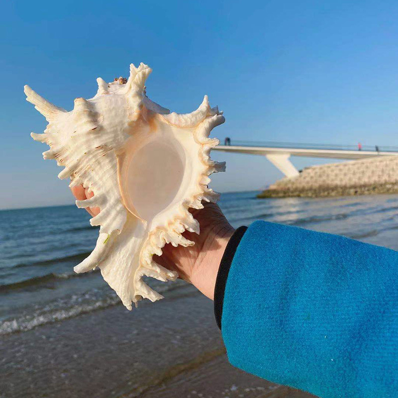 厂家批发 多种样式可选 麒麟螺 欢迎来电选购