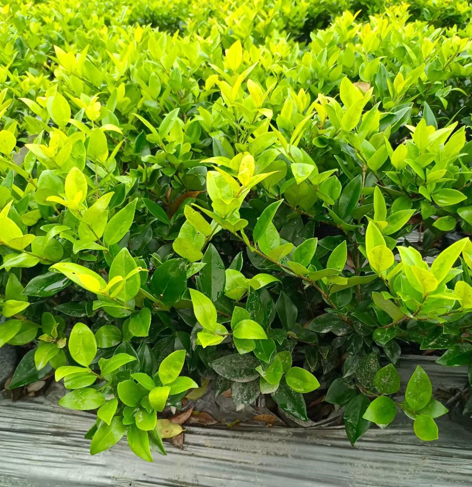 金森女贞 日本金黄女贞 四川成都工程绿化地被灌木苗木彩叶植物