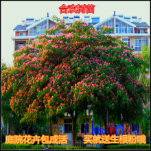 一件代发合欢树苗合欢苗绒花树苗芙蓉花树苗庭院盆栽合欢花苗绿化