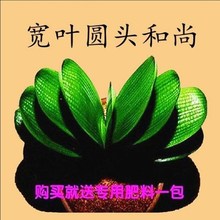 儿里凡君子兰盆栽苗短叶圆头和尚当年开花一般立板兰花卉绿植盆栽